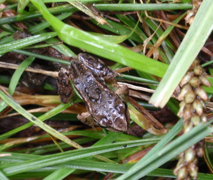 Rane del Trentino Alto Adige - Rana temporaria, Bufo bufo